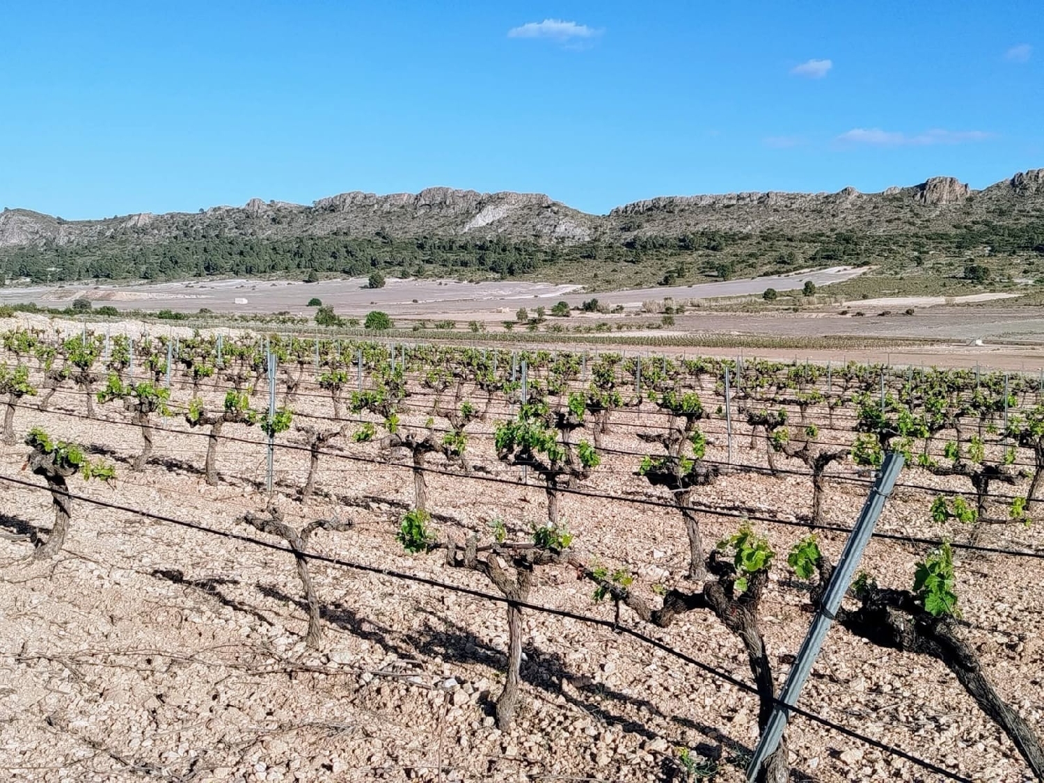 te koop boerderij Yecla Altiplano 5