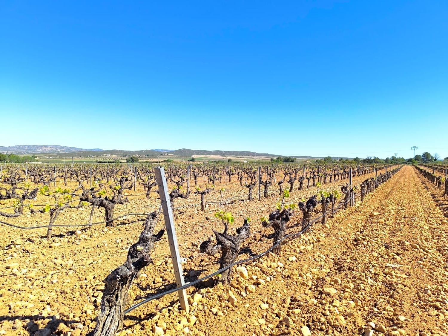  till salu hus på landet Yecla Altiplano 8