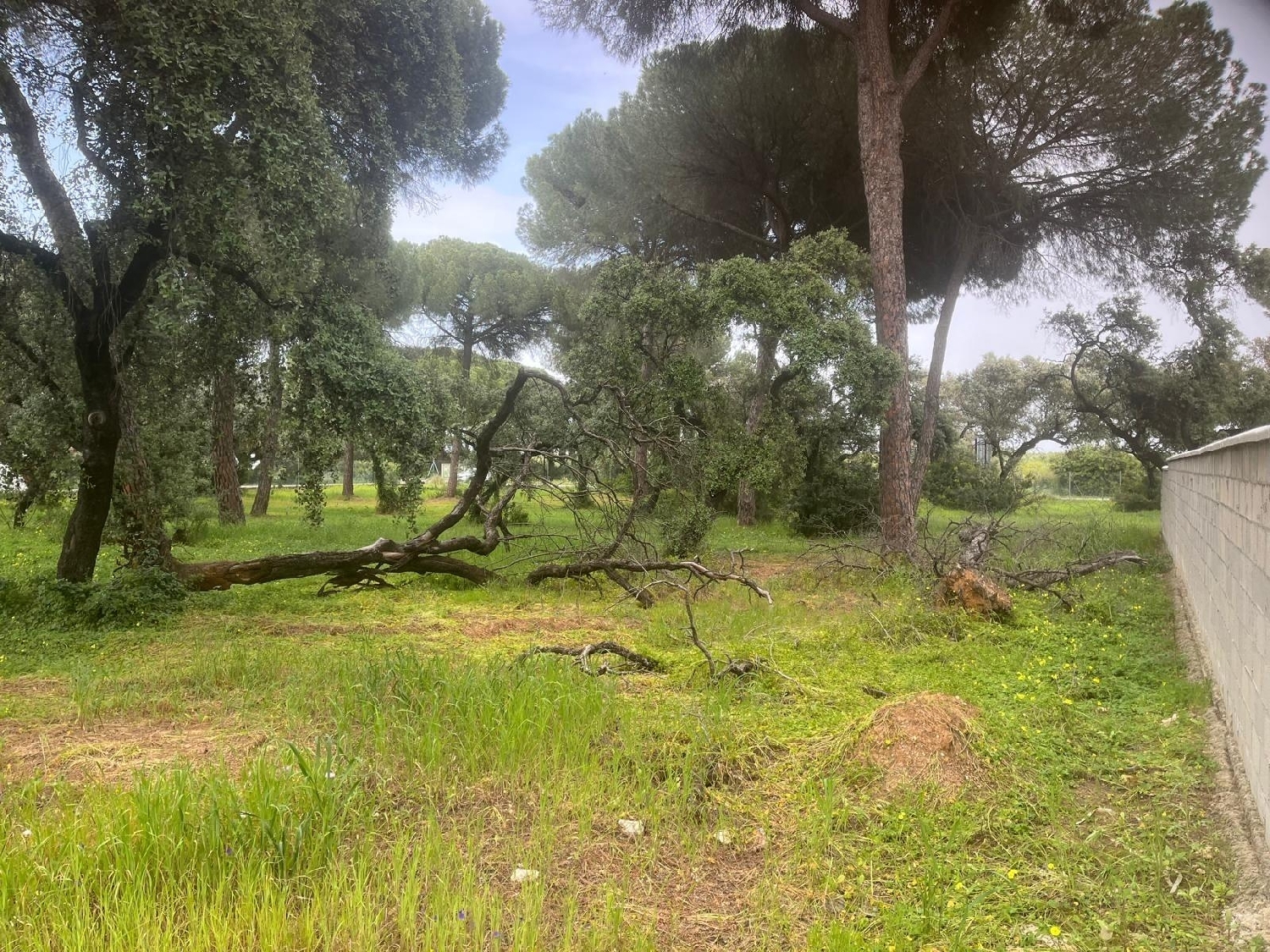  kaufen Haus Bollullos De La Mitación Aljarafe 3