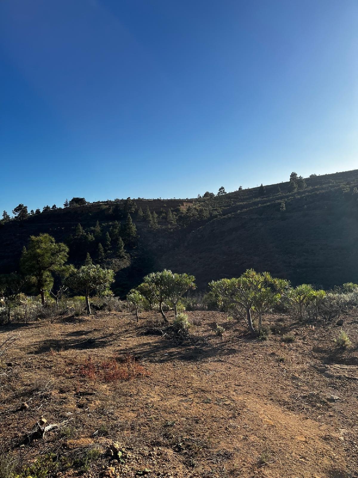  kaufen Haus Granadilla De Abona Zona Sur 1