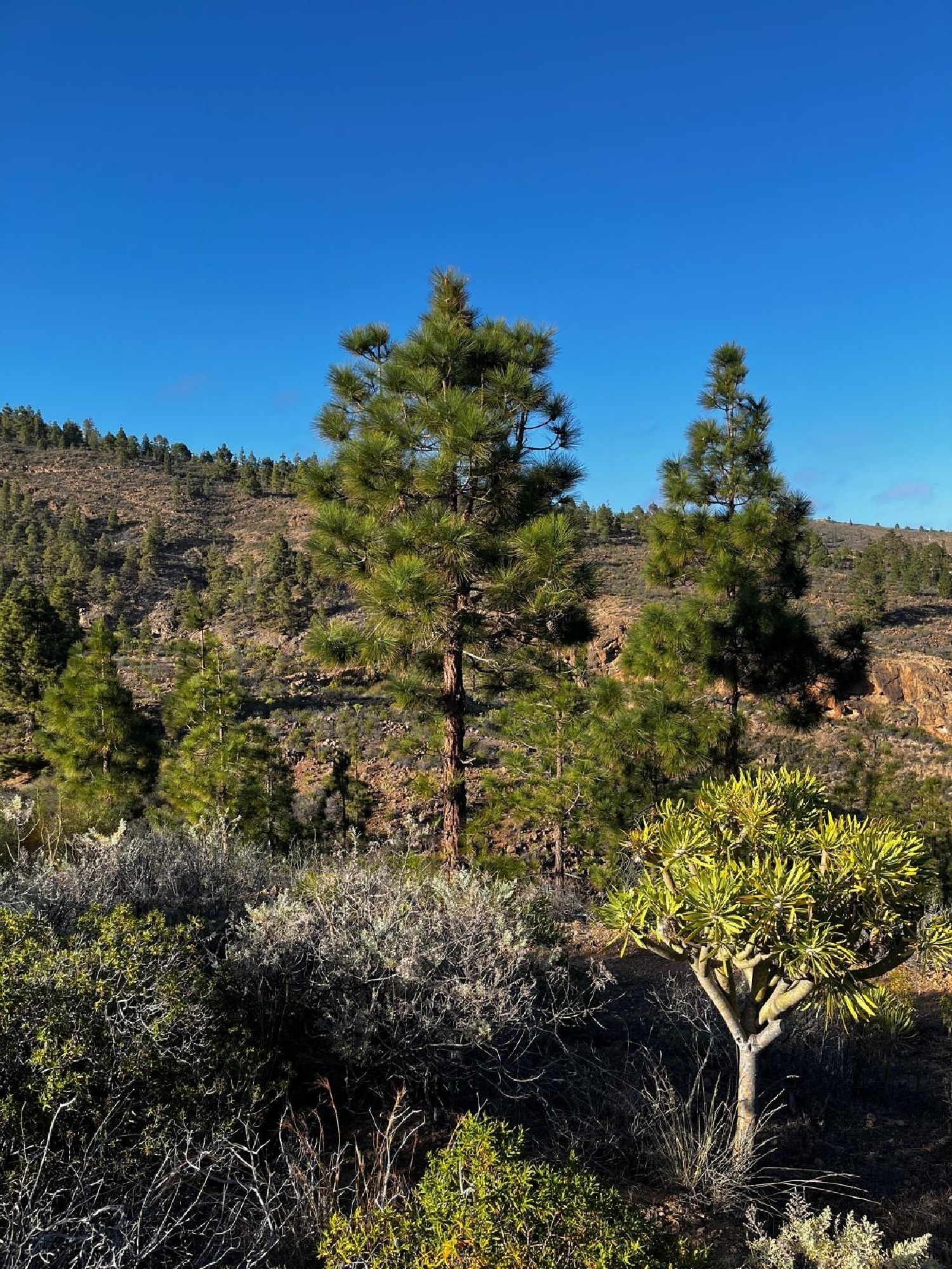  kaufen Haus Granadilla De Abona Zona Sur 3