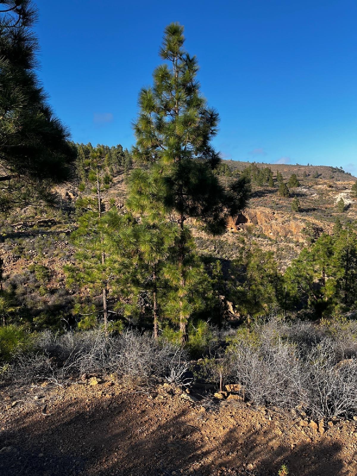  kaufen Haus Granadilla De Abona Zona Sur 4