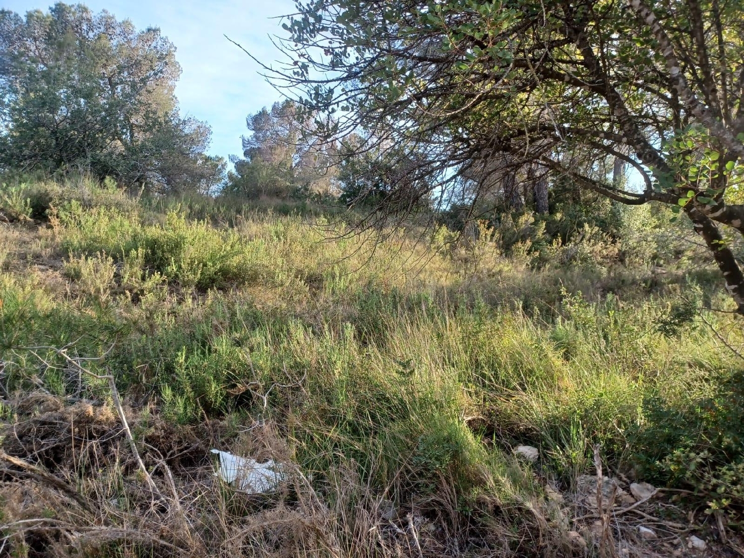  kaufen Haus Vallmoll Alt Camp 8