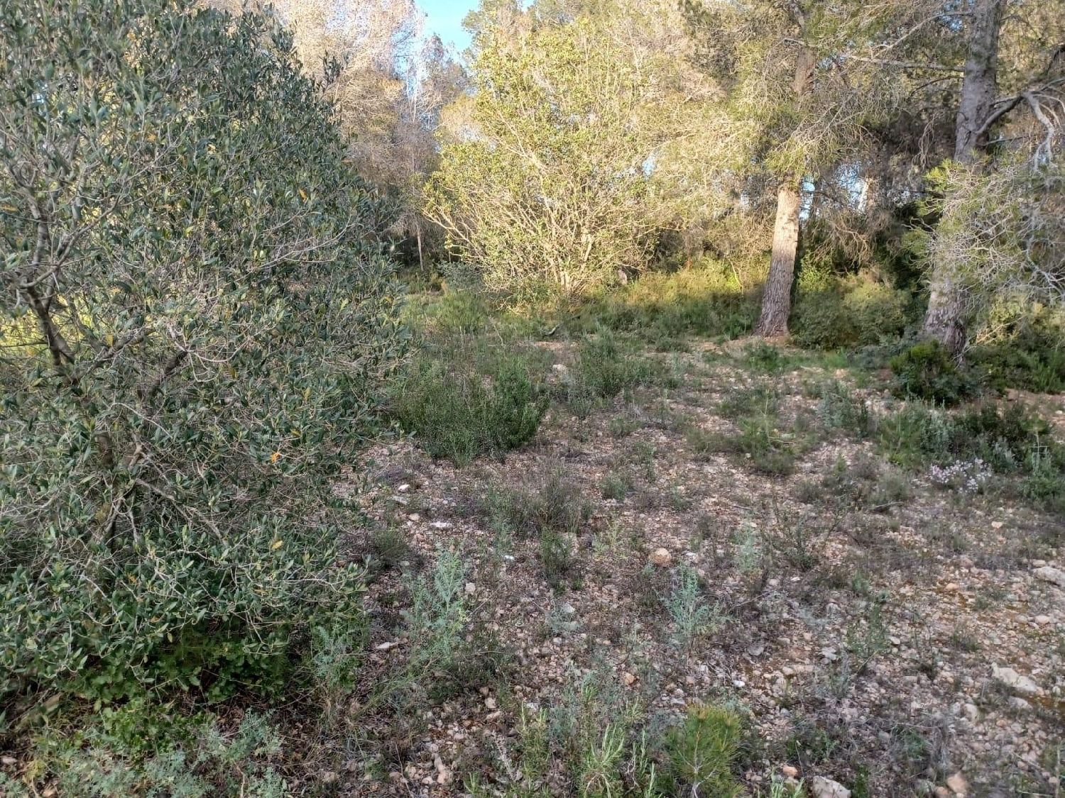  kaufen Haus Vallmoll Alt Camp 1