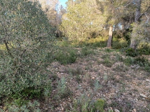 Vallmoll Alt Camp maison foto 6370521