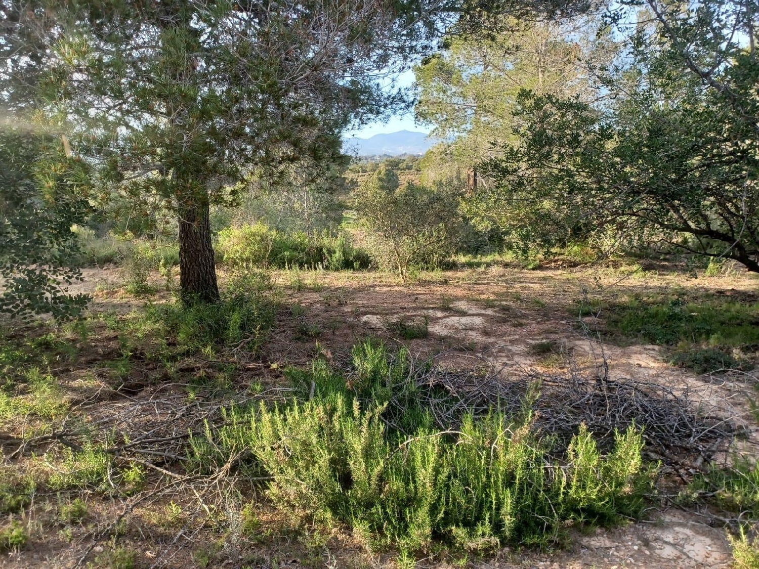  kaufen Haus Vallmoll Alt Camp 6