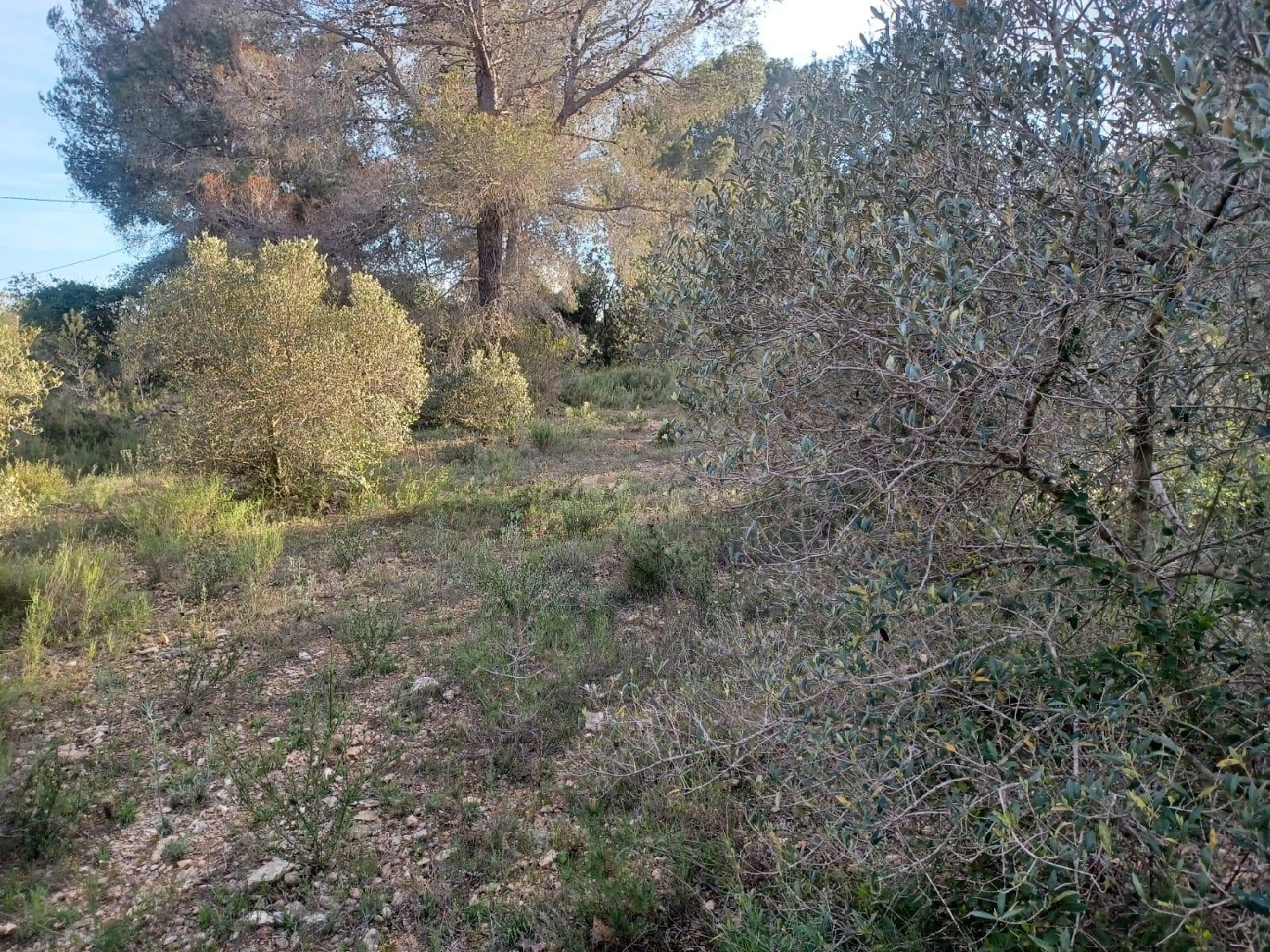  kaufen Haus Vallmoll Alt Camp 2