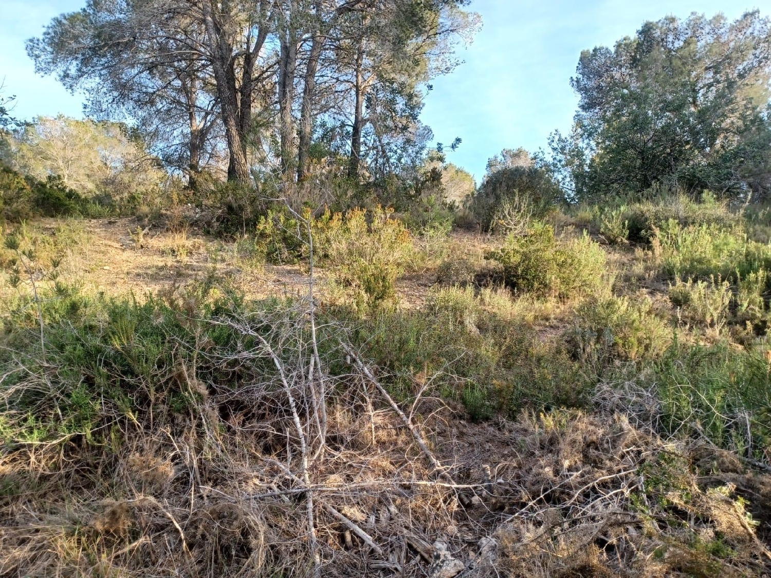  kaufen Haus Vallmoll Alt Camp 7