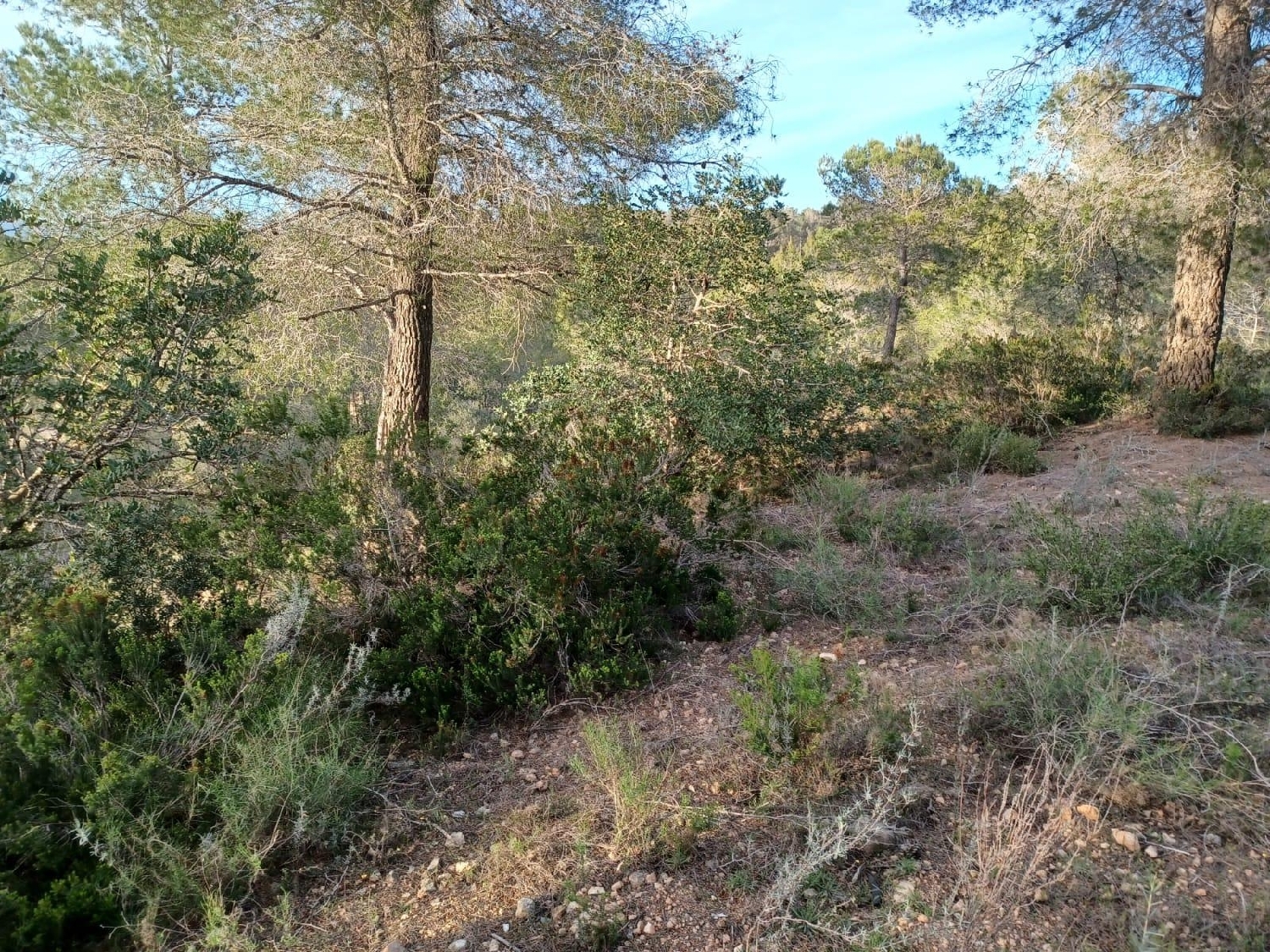  kaufen Haus Vallmoll Alt Camp 4