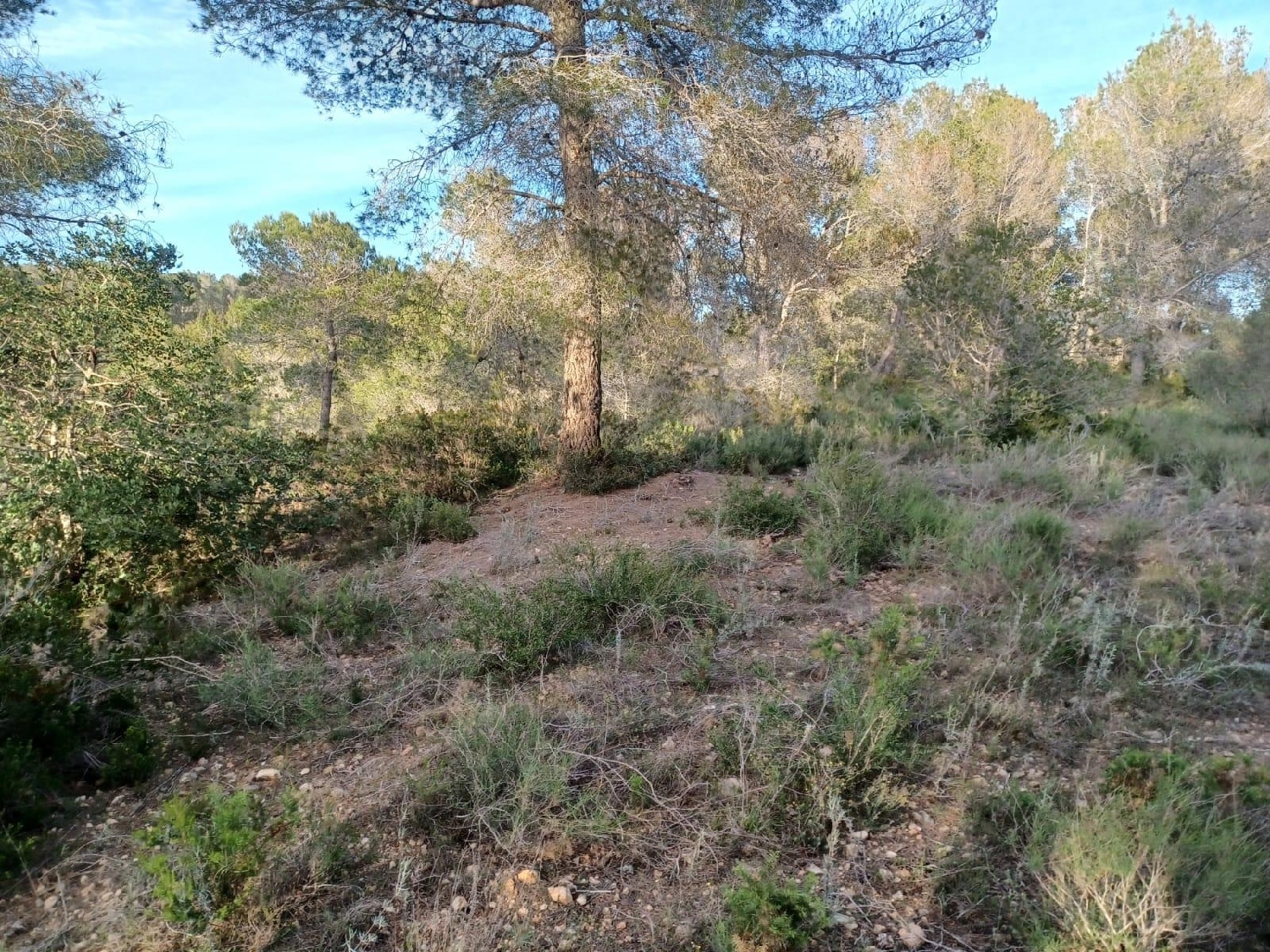  kaufen Haus Vallmoll Alt Camp 3