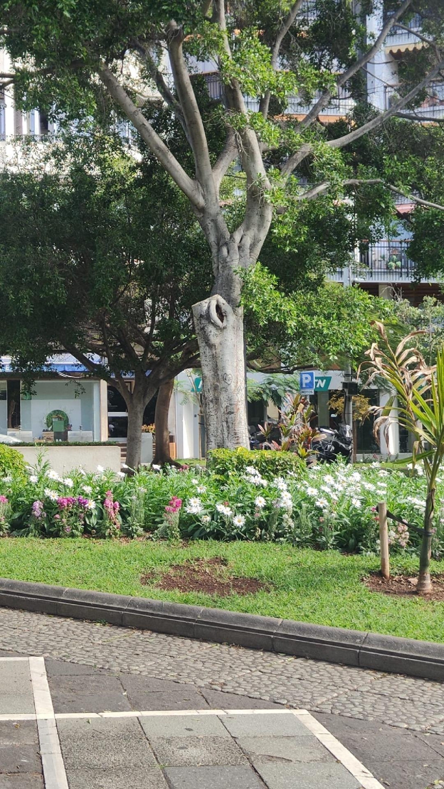  à vendre bureau Santa Cruz De Tenerife 38000 Zona Metropolitana 4