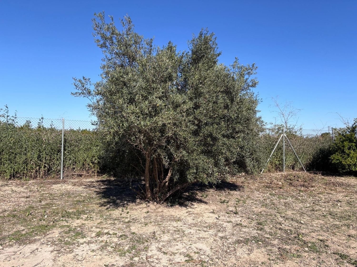 till salu tomt Alguazas Vega Media Del Segura 8