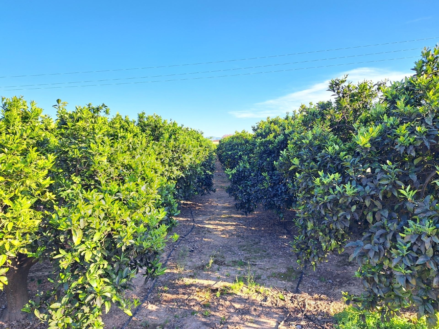 till salu tomt Alzira Ribera Alta 3