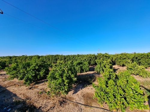 Alzira Ribera Alta tomt foto 6368720