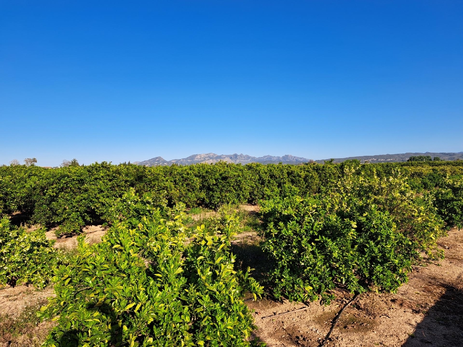 till salu tomt Alzira Ribera Alta 2