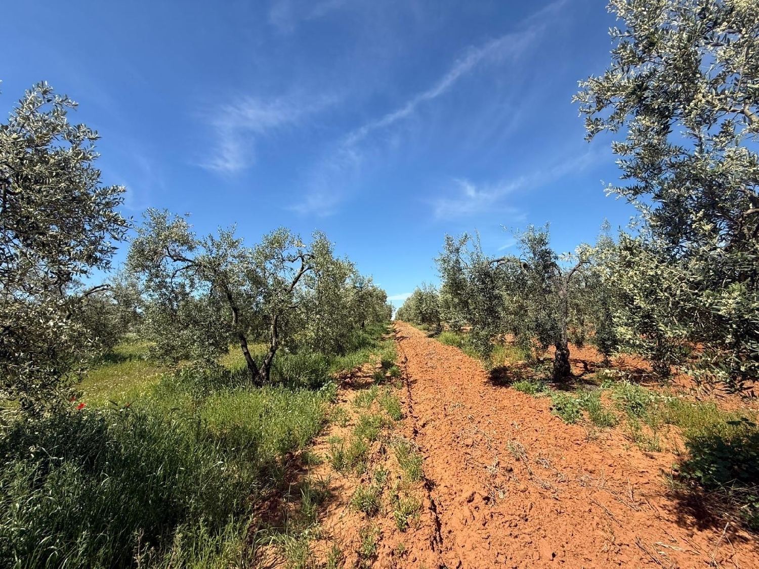  kaufen Grundstück Aznalcázar Aljarafe 7