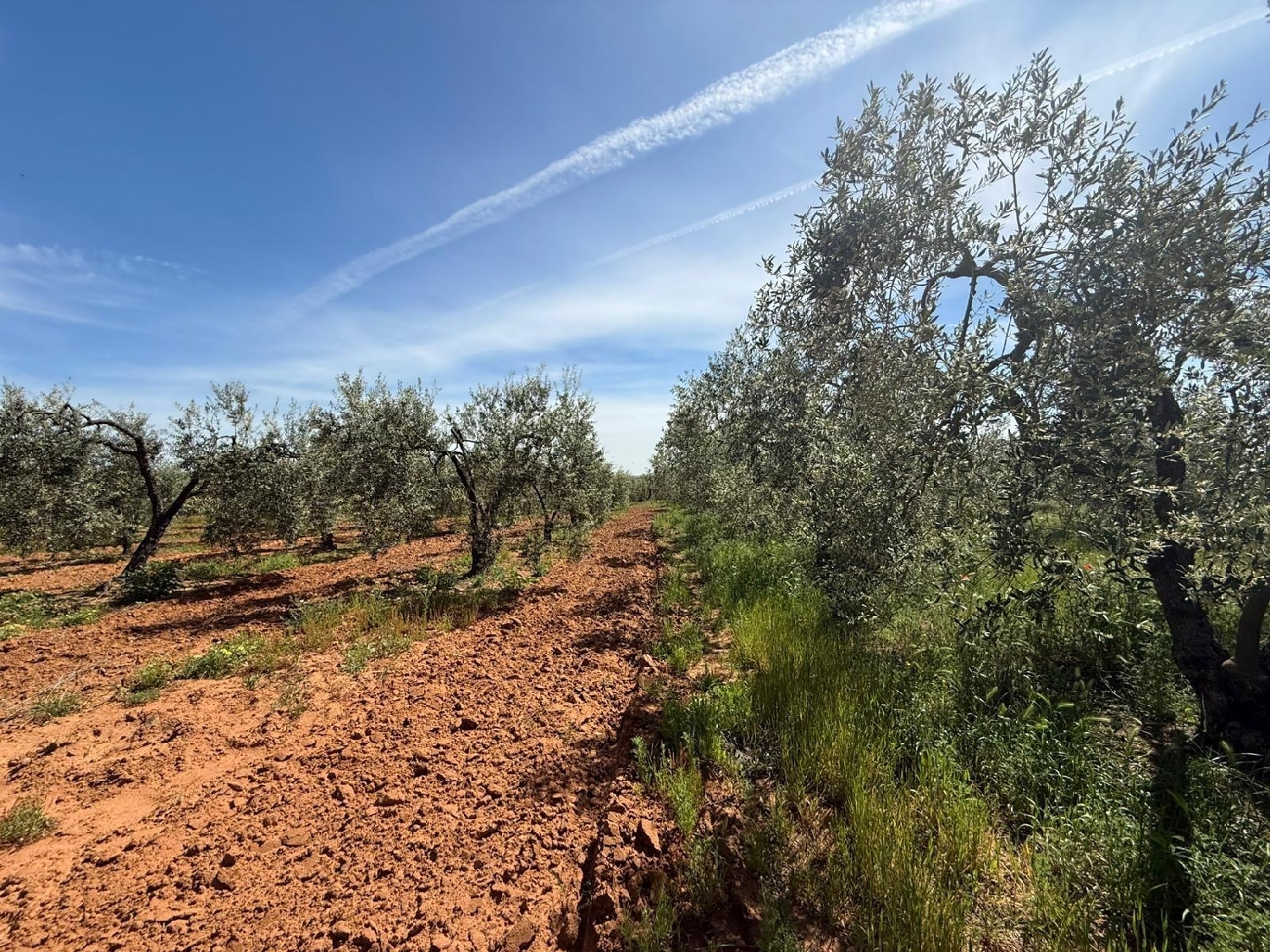  kaufen Grundstück Aznalcázar Aljarafe 8