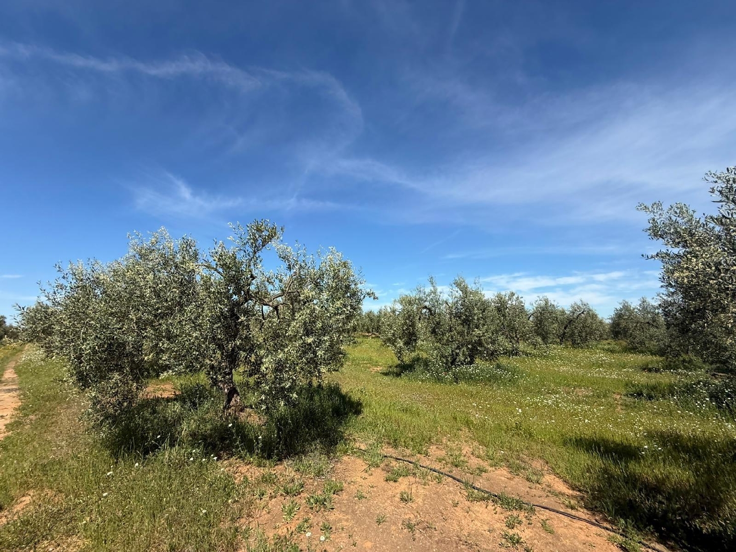  kaufen Grundstück Aznalcázar Aljarafe 2