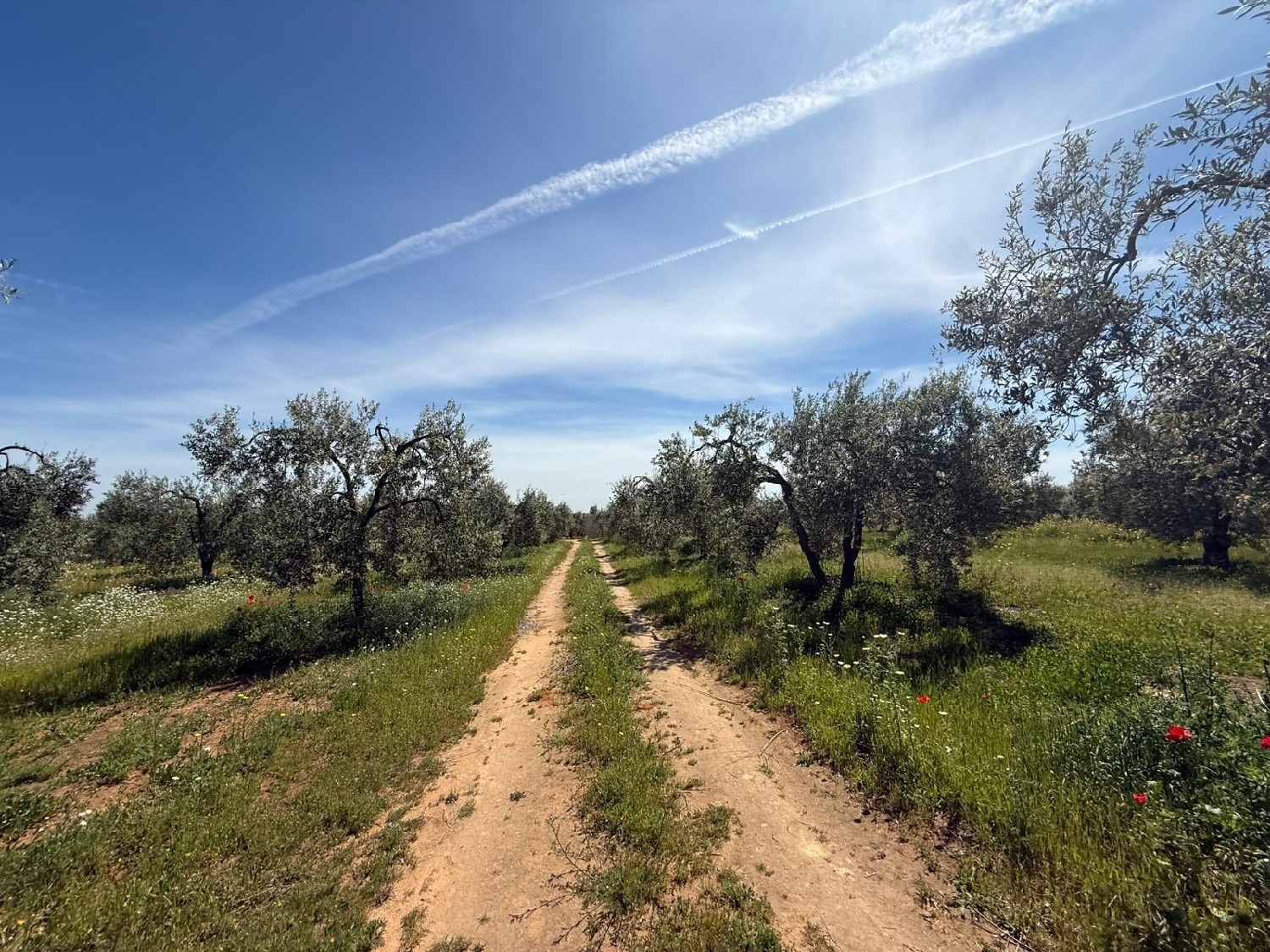  kaufen Grundstück Aznalcázar Aljarafe 6