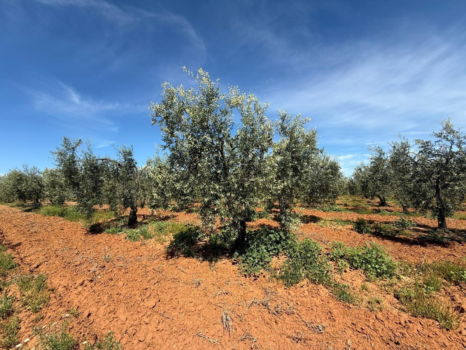  kaufen Grundstück Aznalcázar Aljarafe 4