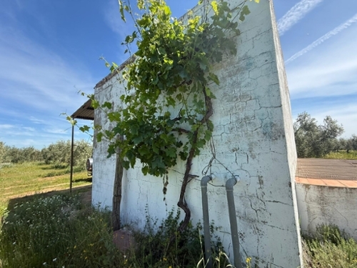 Aznalcázar Aljarafe Grundstück Bild 6375461