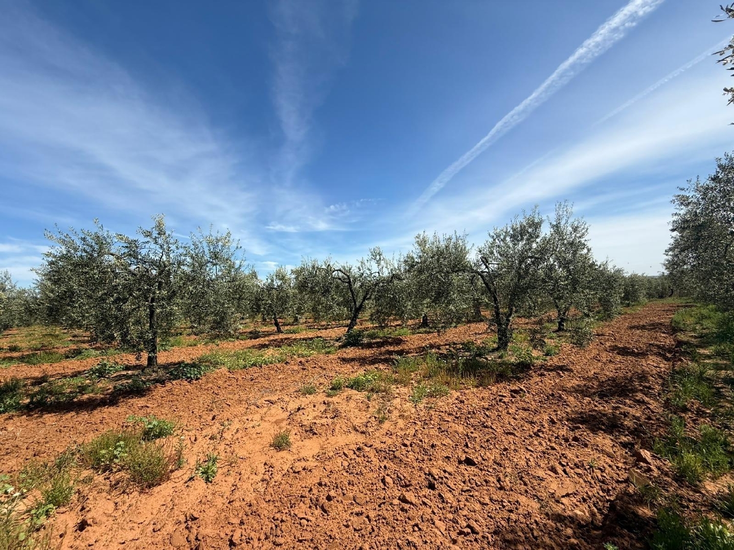  kaufen Grundstück Aznalcázar Aljarafe 5