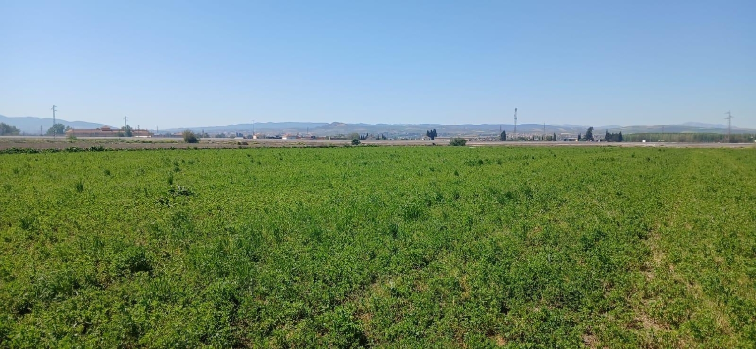  en venta terreno Barrio De Granada Alacantí 7