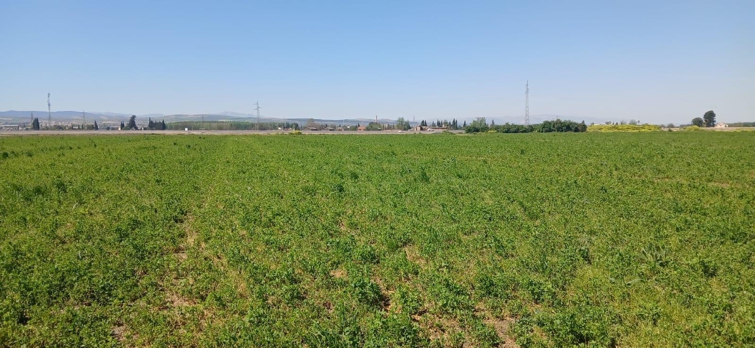  en venta terreno Barrio De Granada Alacantí 5