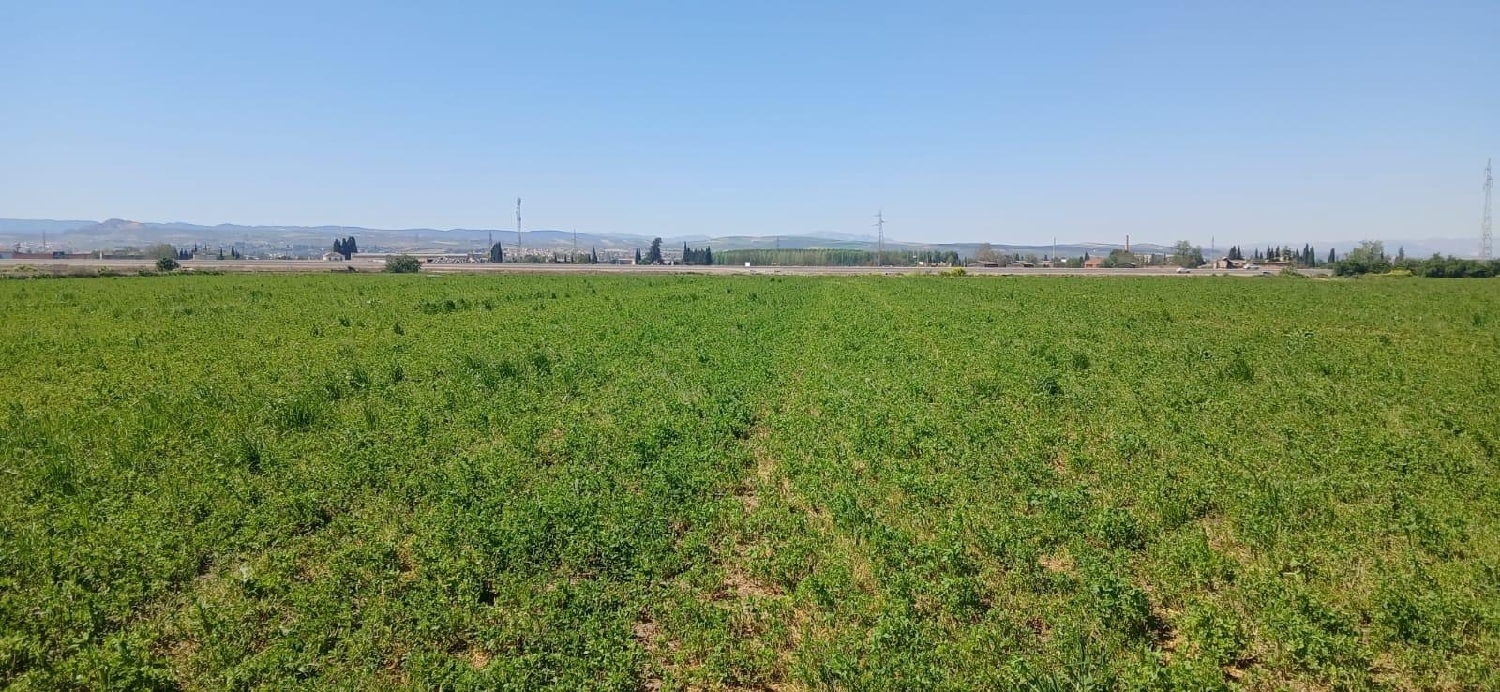  en venta terreno Barrio De Granada Alacantí 6