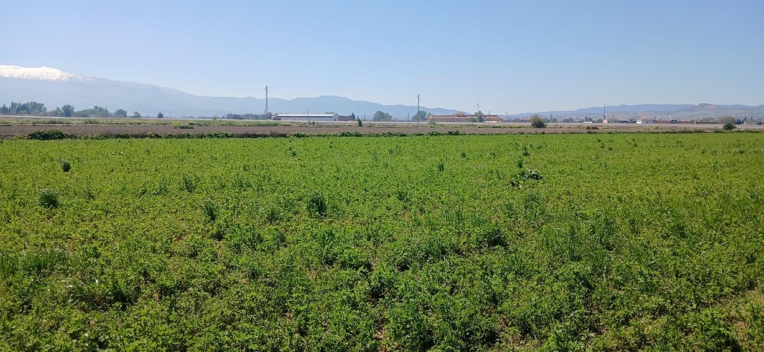  en venta terreno Barrio De Granada Alacantí 8