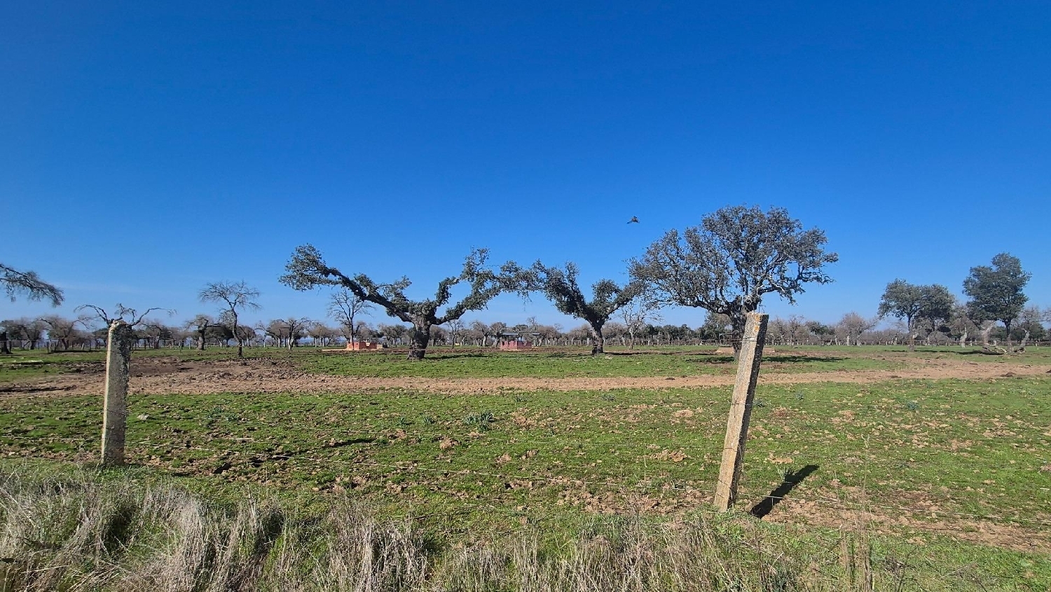  en venta terreno Carrascal Del Obispo Campo De Salamanca 7