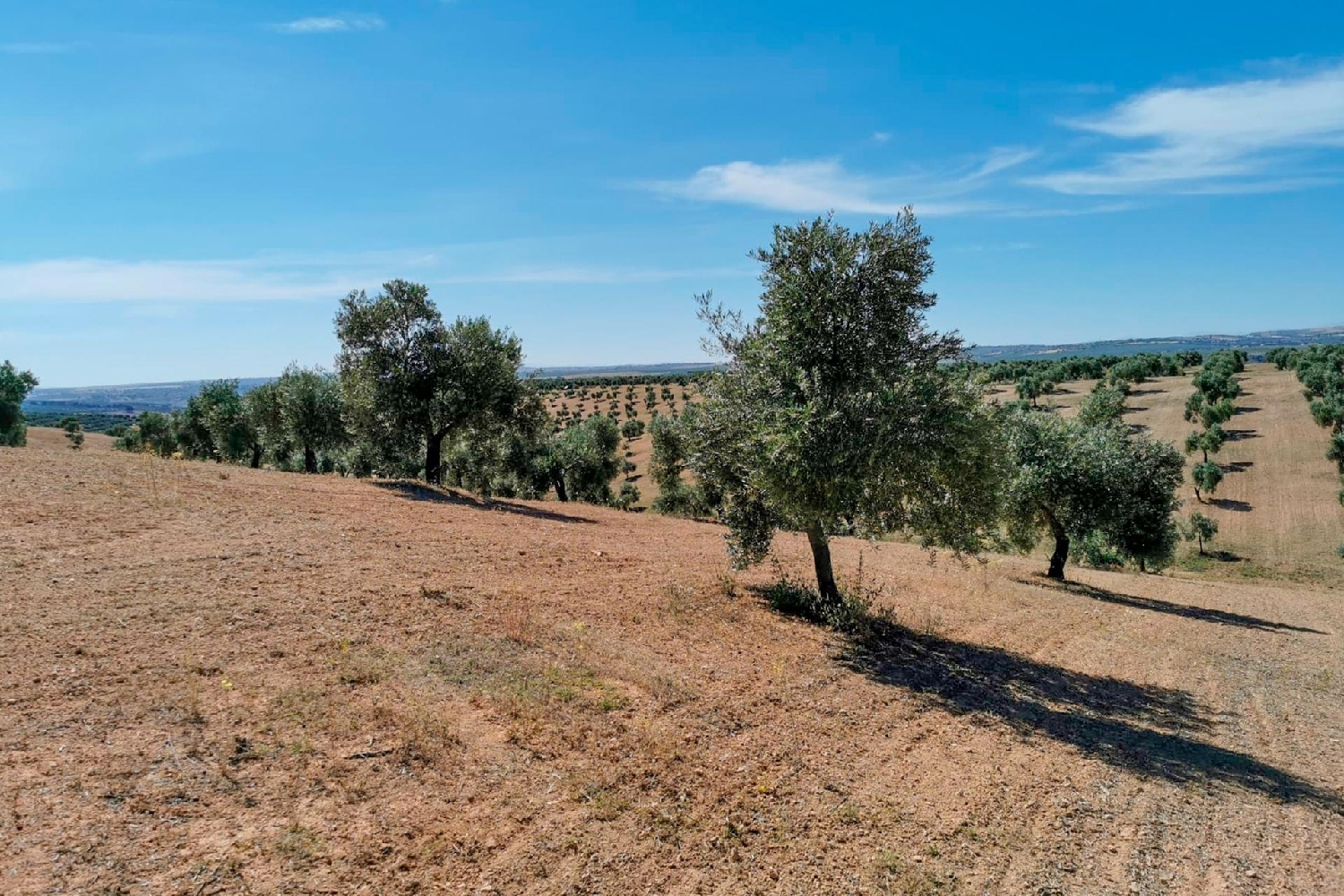  for sale plot Huelma Sierra Mágina 3