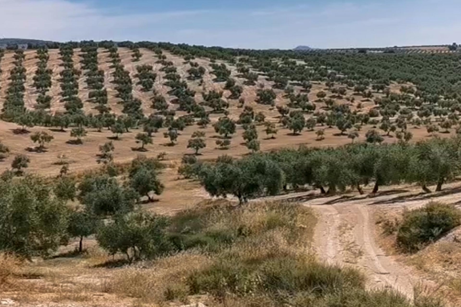  for sale plot Huelma Sierra Mágina 5