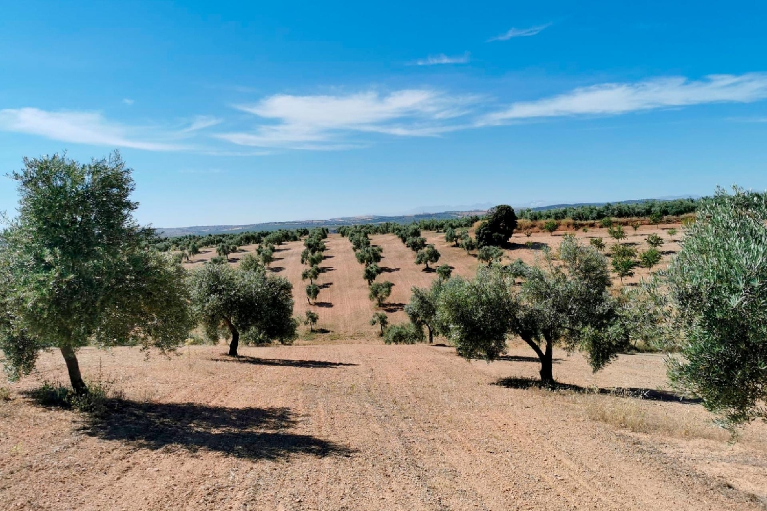  for sale plot Huelma Sierra Mágina 2