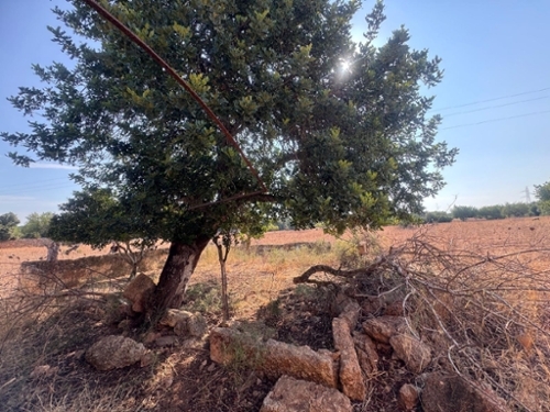 Inca Raiguer tomt foto 6368193