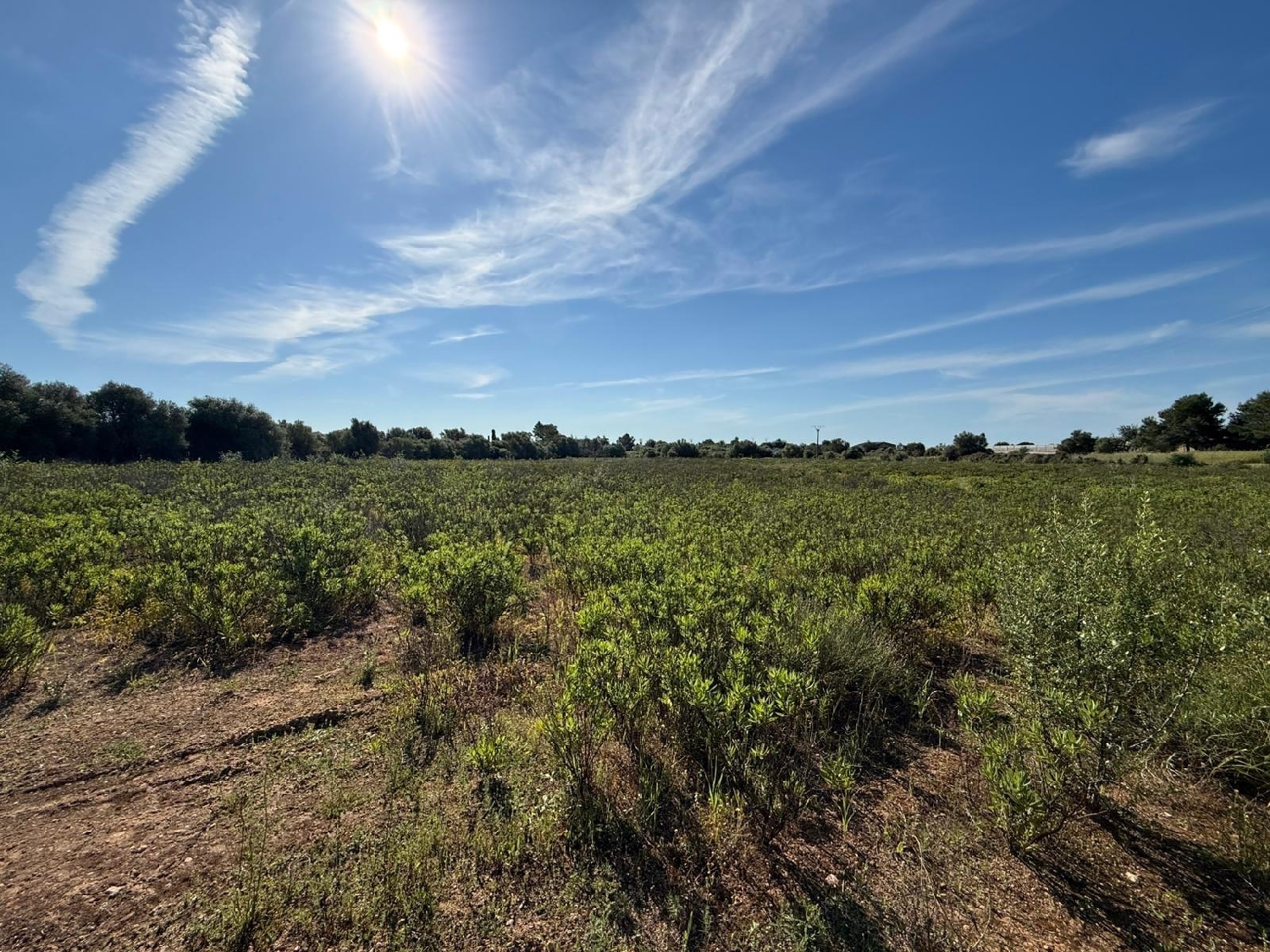  till salu tomt Llucmajor Llucmajor 8