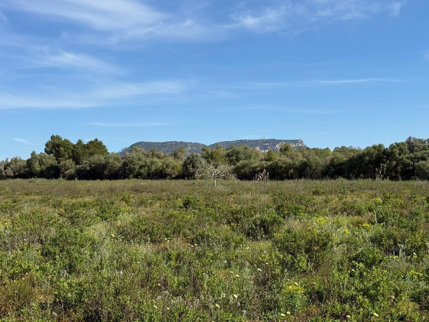  till salu tomt Llucmajor Llucmajor 1