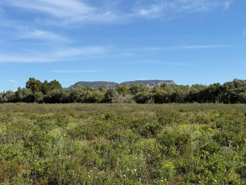 Llucmajor Llucmajor tomt foto 6376823