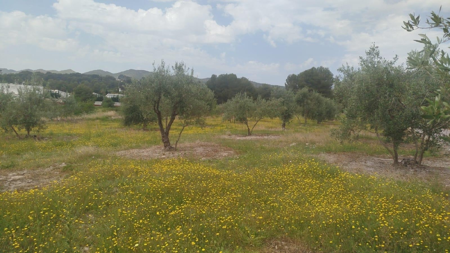  till salu tomt L'olleria Vall D'albaida 8