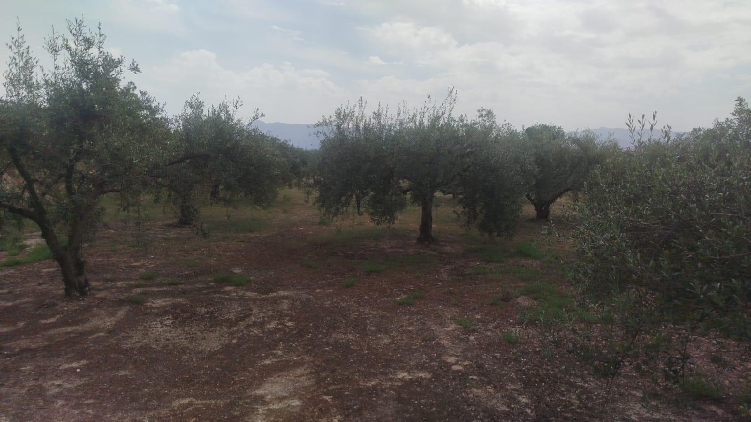  till salu tomt L'olleria Vall D'albaida 5