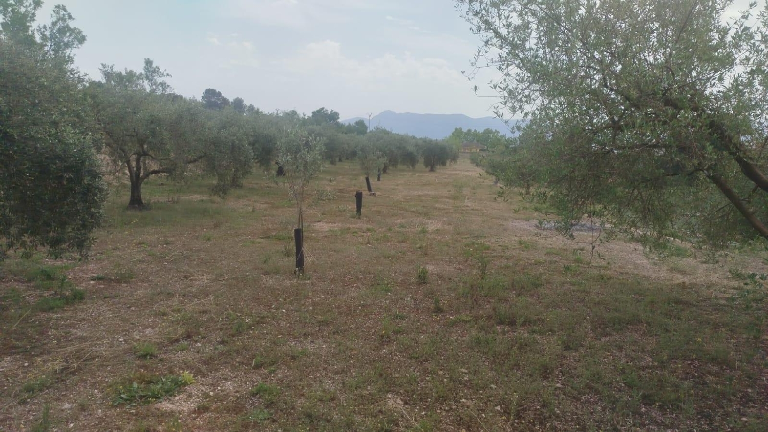  till salu tomt L'olleria Vall D'albaida 6