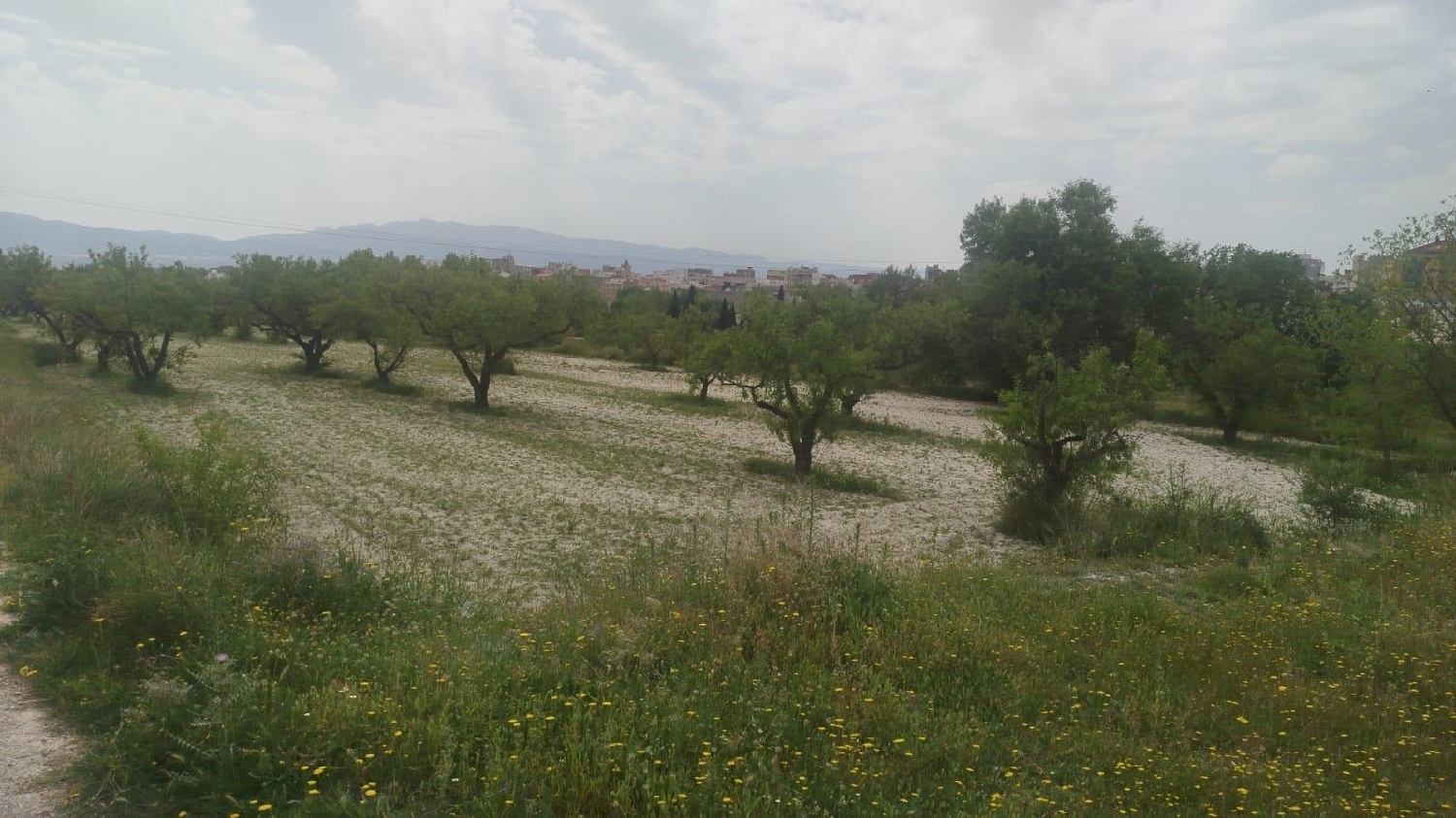  till salu tomt L'olleria Vall D'albaida 7