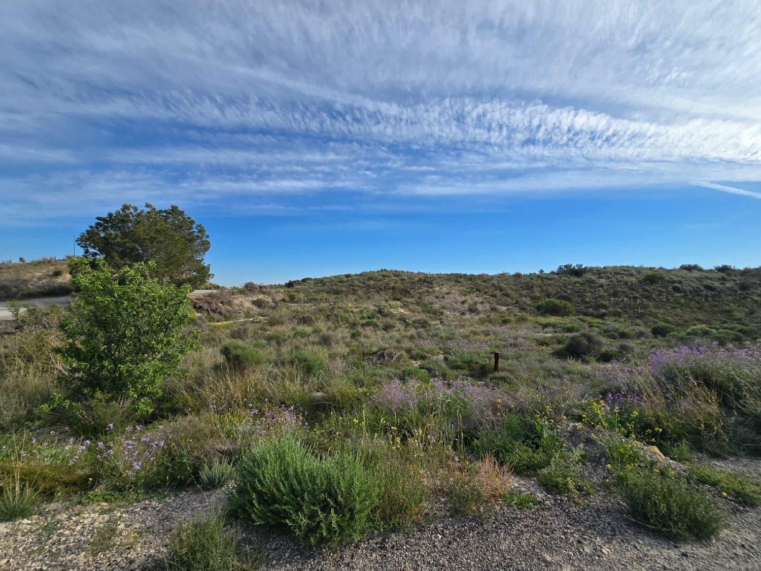  en venta terreno Molina De Segura Vega Media Del Segura 5