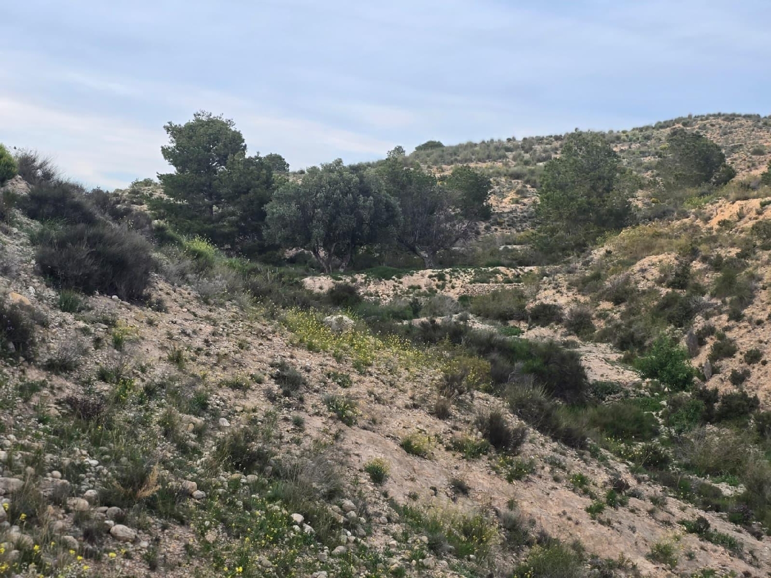  en venta terreno Molina De Segura Vega Media Del Segura 2