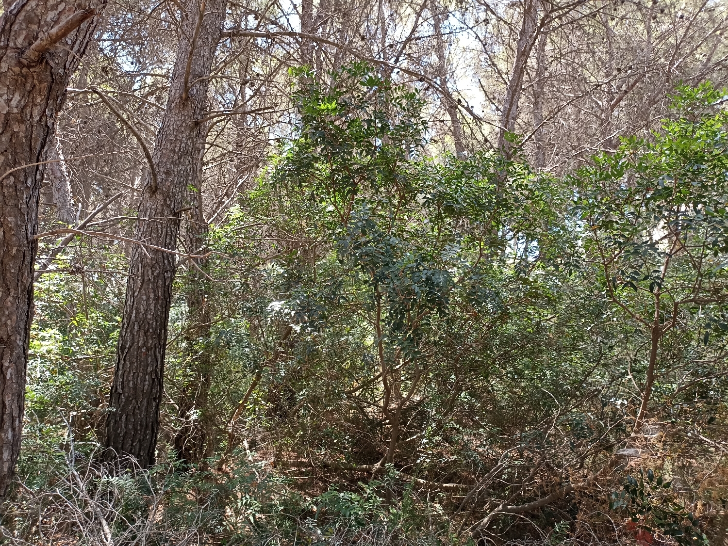  te koop perceel Moraira Marina Alta 3