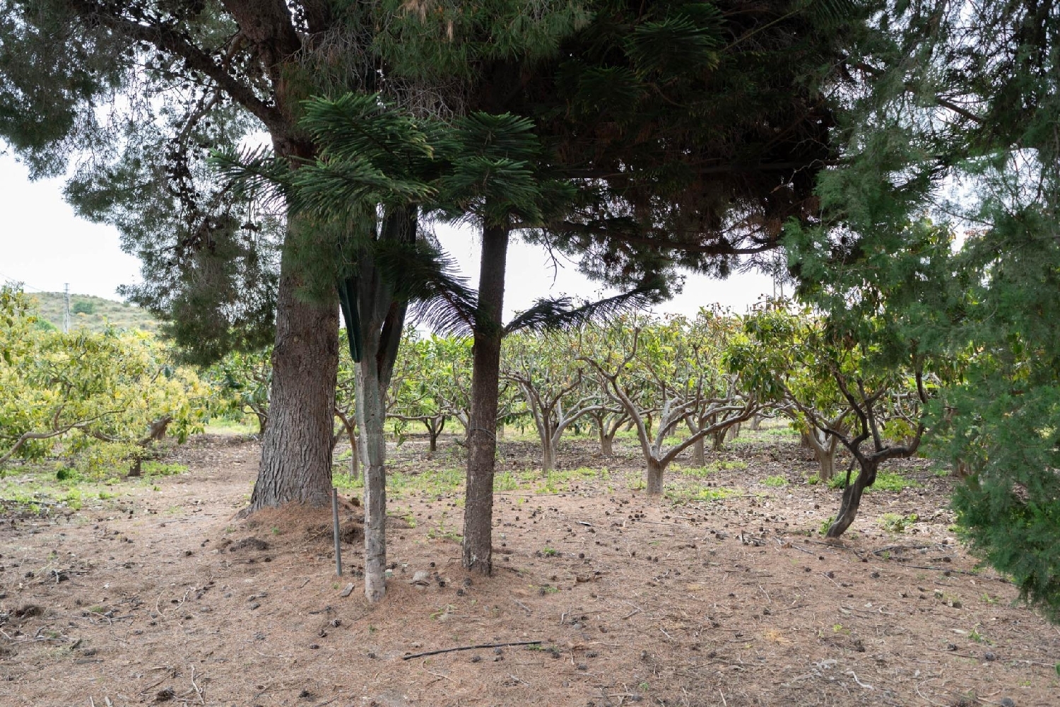  en venta terreno Motril Costa Tropical 8