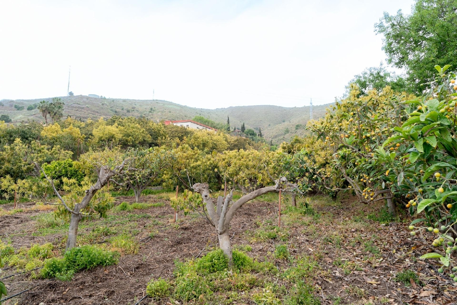  en venta terreno Motril Costa Tropical 7