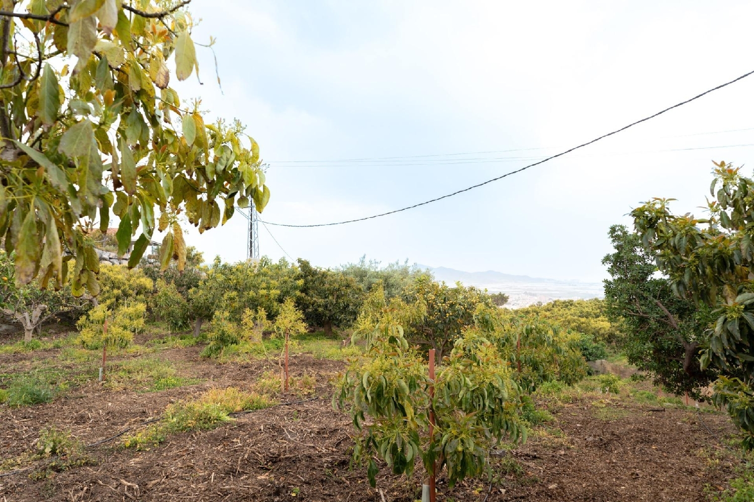  en venta terreno Motril Costa Tropical 6