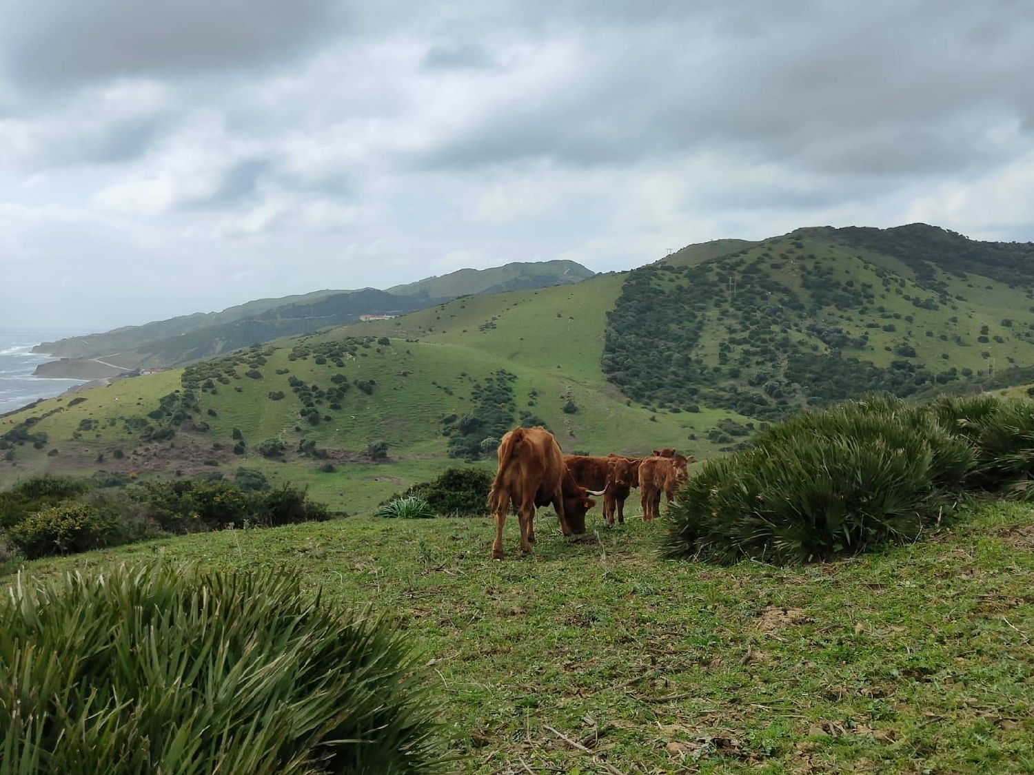  till salu tomt Picadizo Sar 1