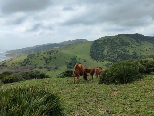 Picadizo Sar tomt foto 6372981